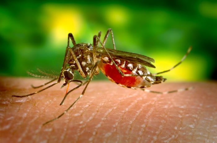 ZEOGREEN Mosquito05